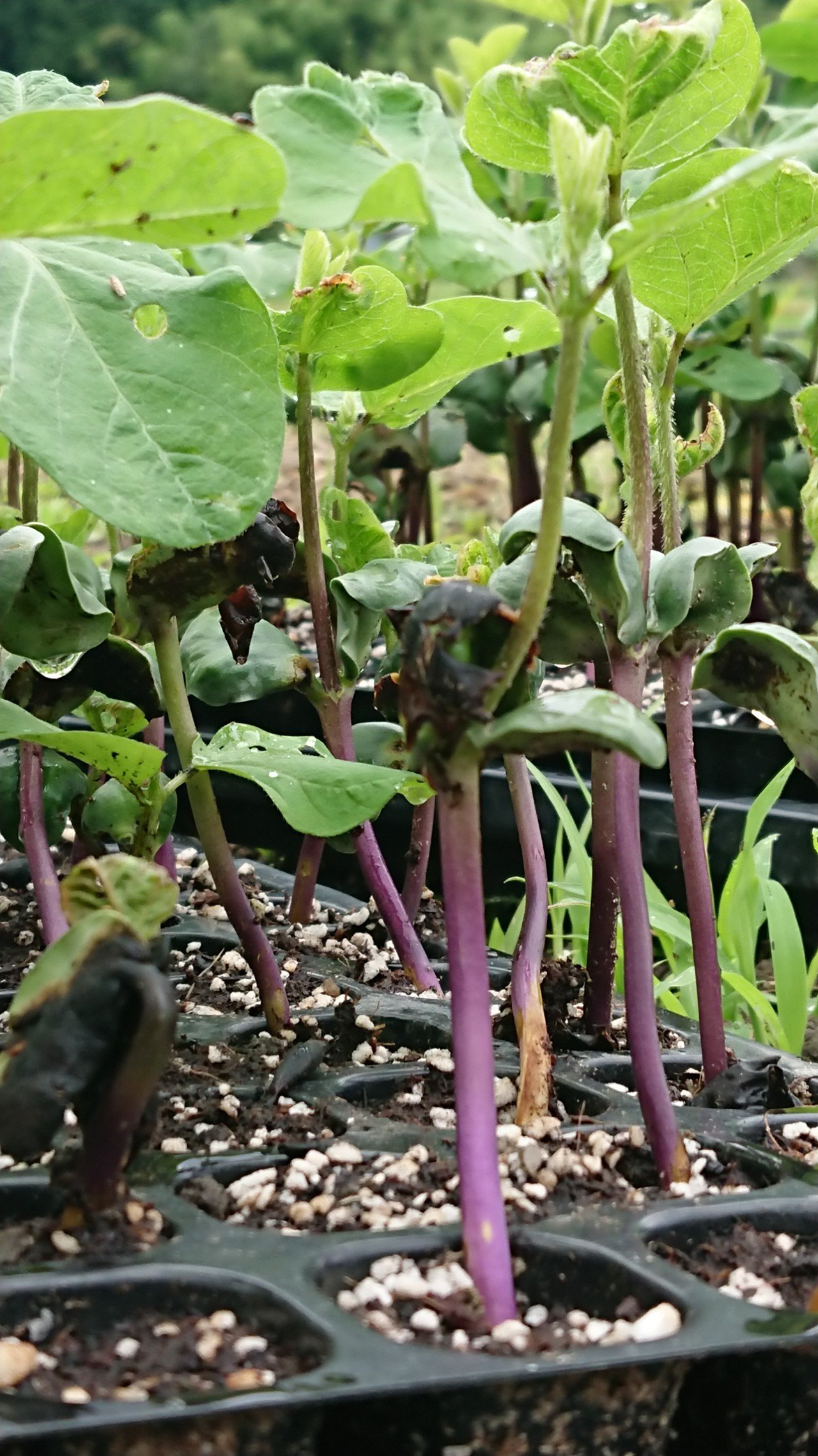 6 28黒豆の苗植え こーよー Note 6 28黒豆の苗植え こーよー Note