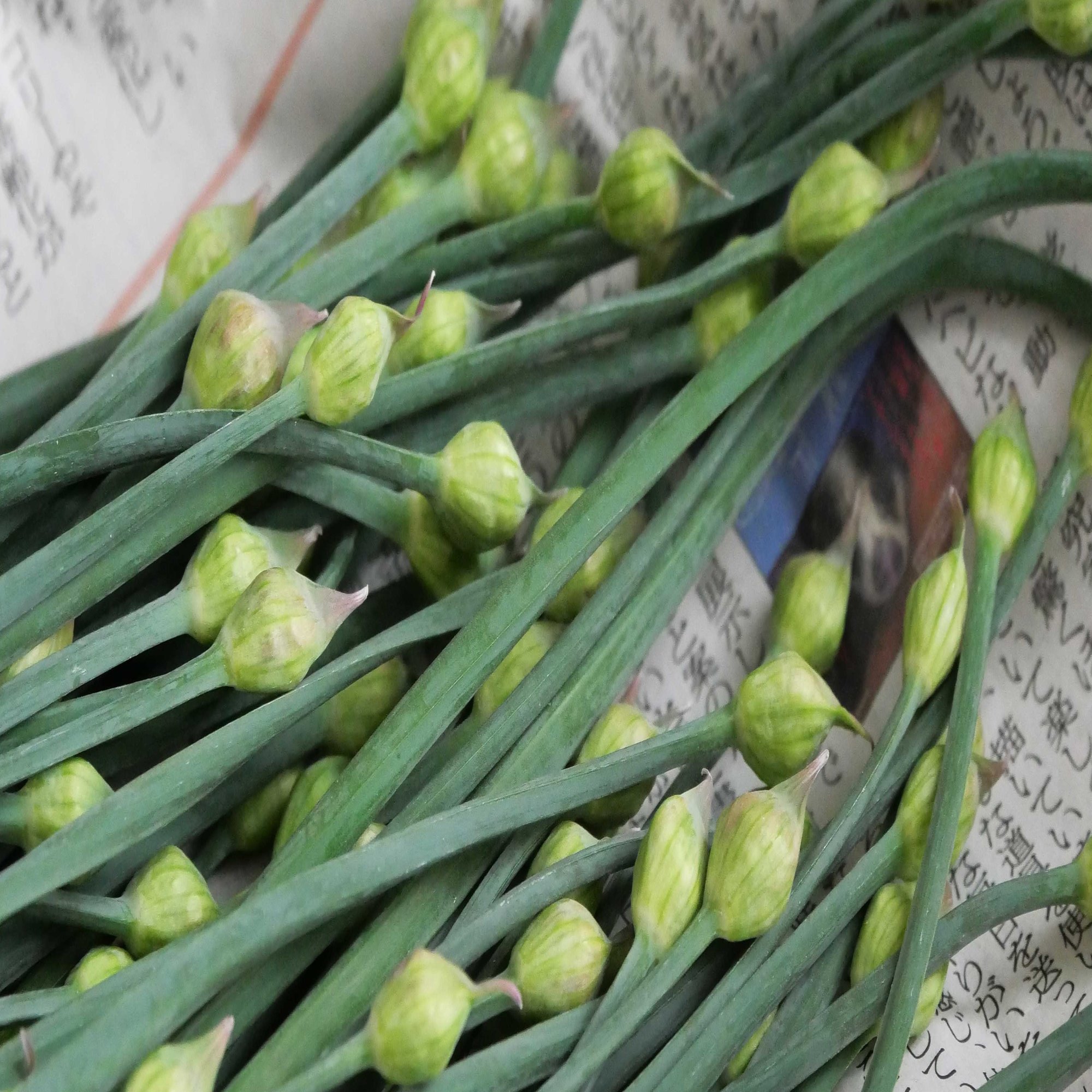 ニラのつぼみは甘くておいしい 花ニラのおひたし イノシシトトラ Note