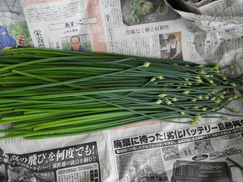 ニラのつぼみは甘くておいしい 花ニラのおひたし イノシシトトラ Note