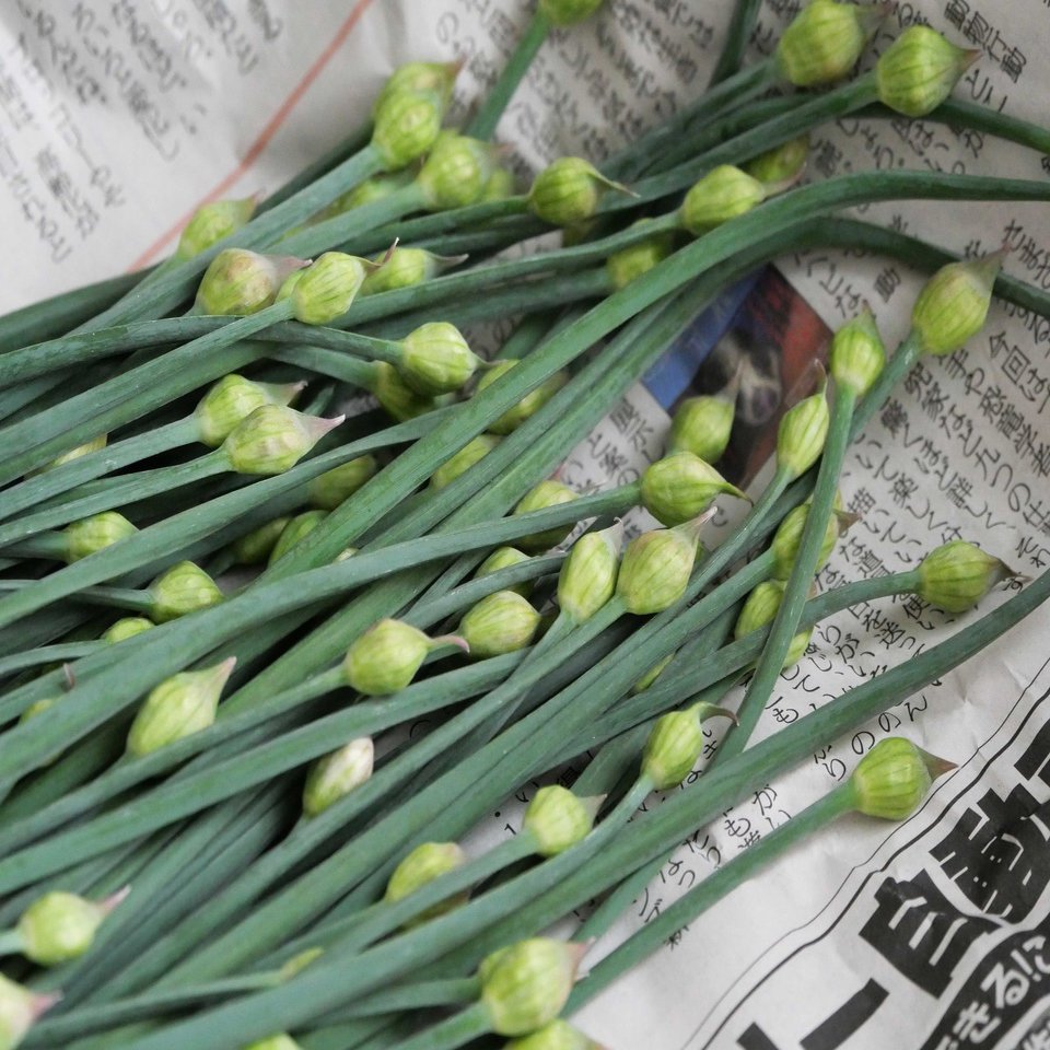 ニラのつぼみは甘くておいしい 花ニラのおひたし イノシシトトラ Note