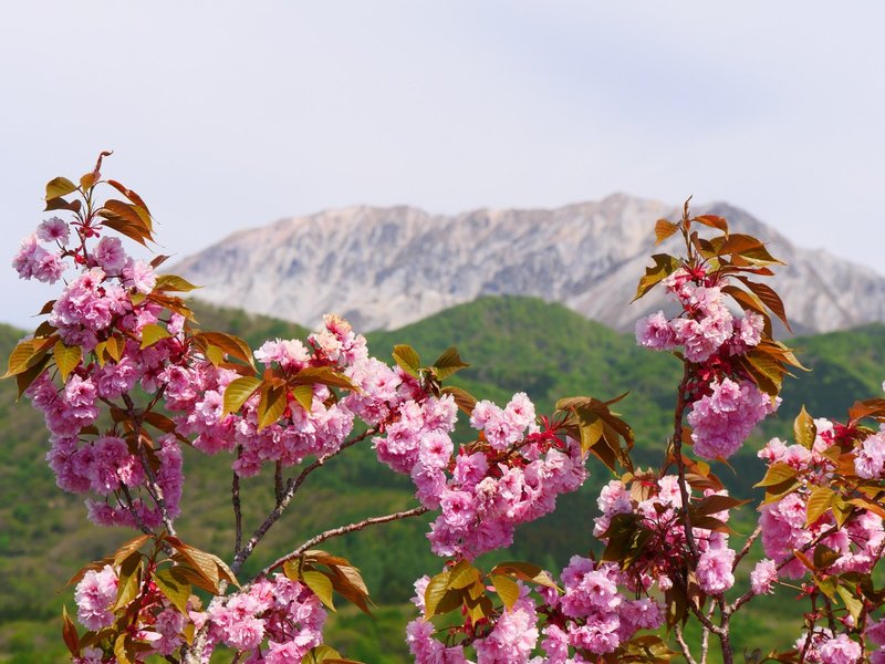 5月桜ＴＭ