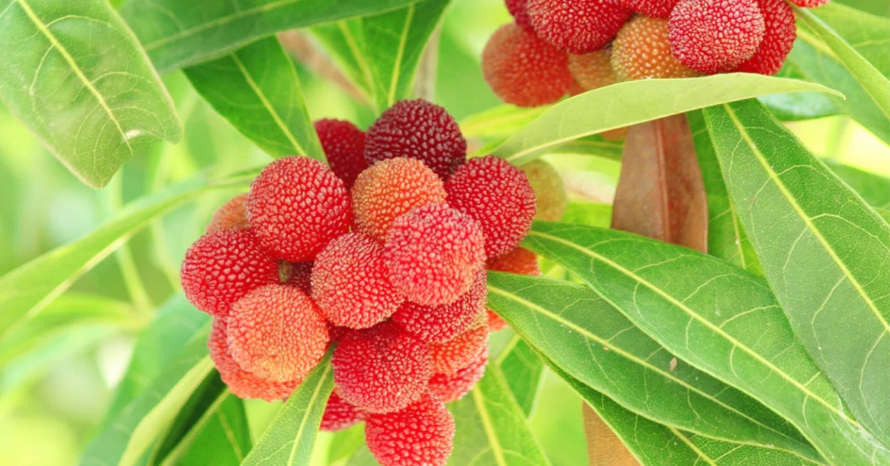離 弁 花