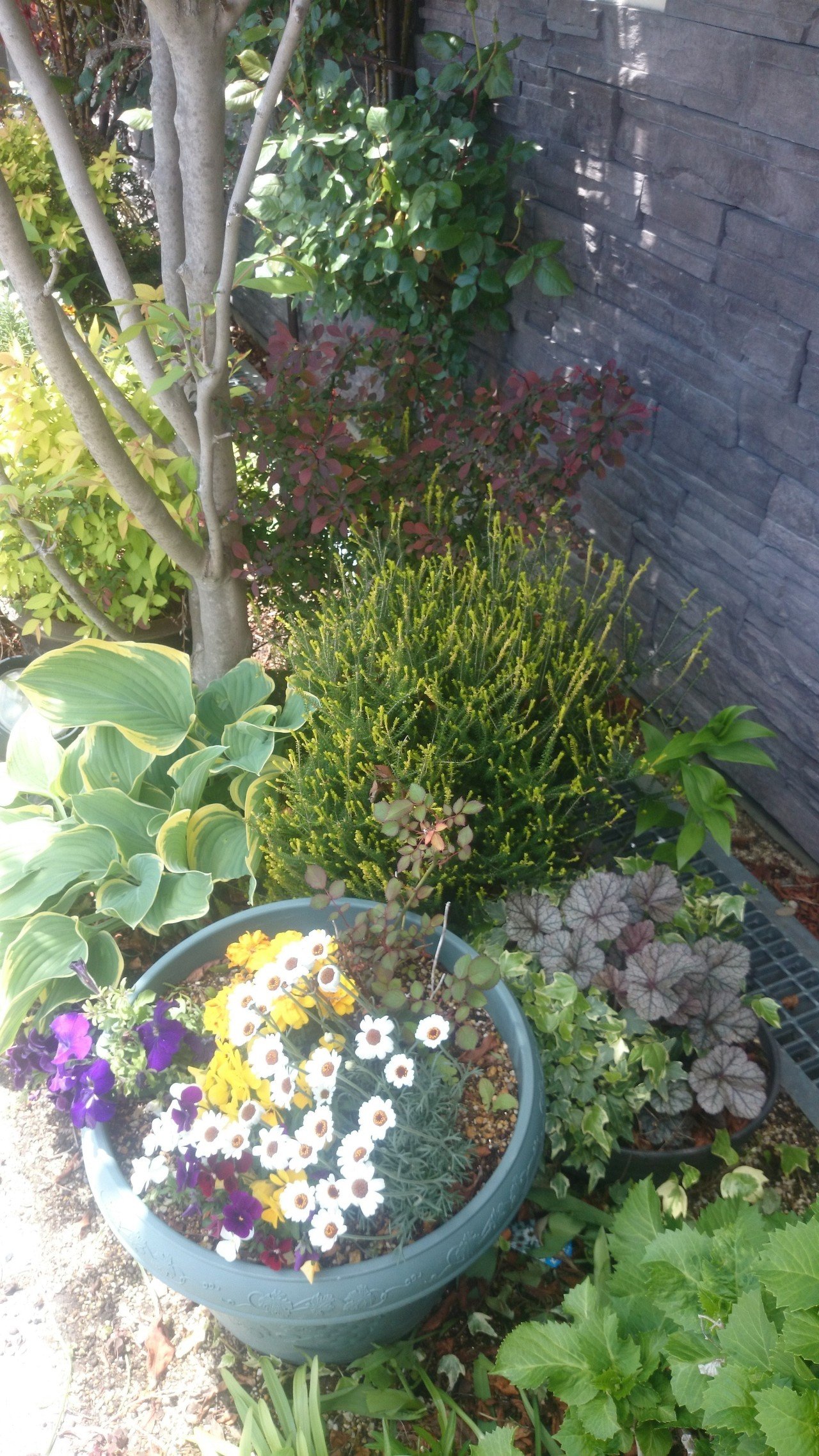 ガーデンデザインは土作り 花作りは土作りです ほったらかしでも 土に栄養をあげるだけで植物が勝手に生き生き育って寄せ植え状態になってくれると 植物を制覇したような気持ちになって嬉しくなります あと Rock Paintingart 浜昼顔 Note