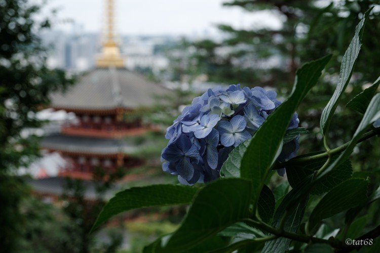 梅雨の休日、美しい紫陽花を求めて、日野市にある高幡不動尊を歩きました。