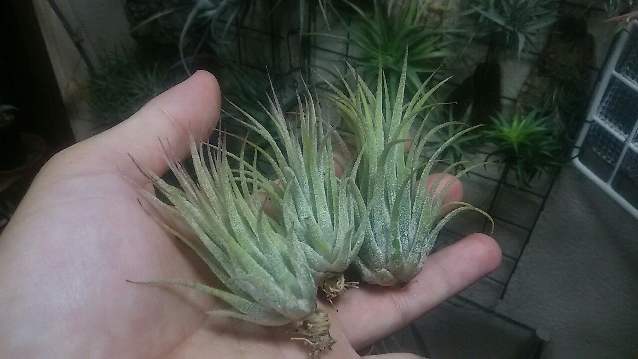 チランジア セントレア スカイリーフ 自家産子株 終売 レア デッド