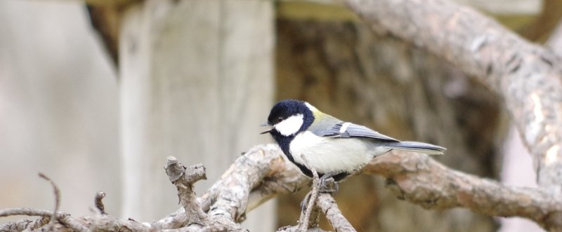 【掌編】鳥たち