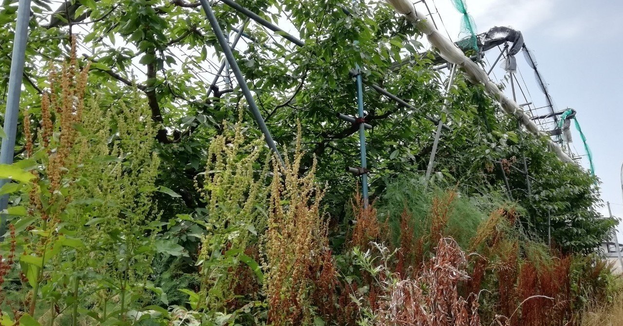 ど素人のさくらんぼ栽培 はじめました 小川 千葉 和義 Note ど素人のさくらんぼ栽培 はじめました 小川 千葉 和義 Note