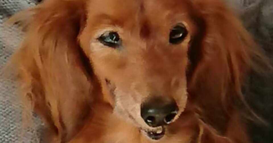 最期の心音 新谷 健 Note