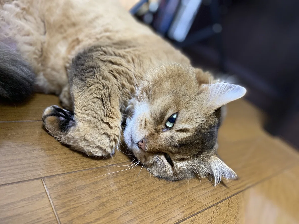 画像1