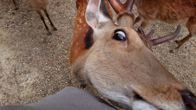 奈良の鹿ですがなにか の新着タグ記事一覧 Note つくる つながる とどける