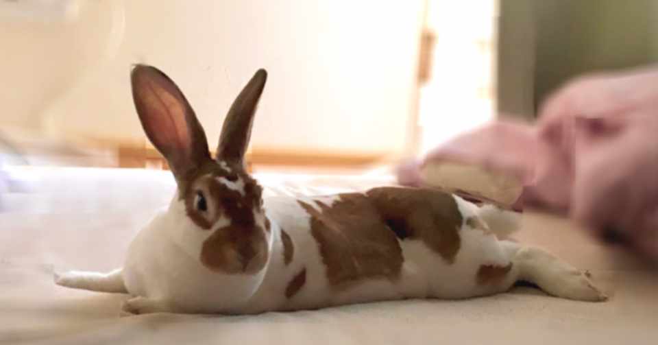 うさぎはもふもふでかわいい たんぽぽ Note