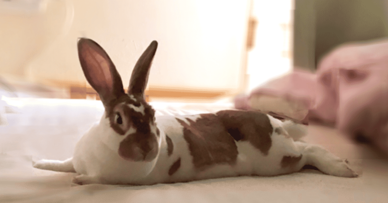 うさぎはかわいい の新着タグ記事一覧 Note つくる つながる とどける