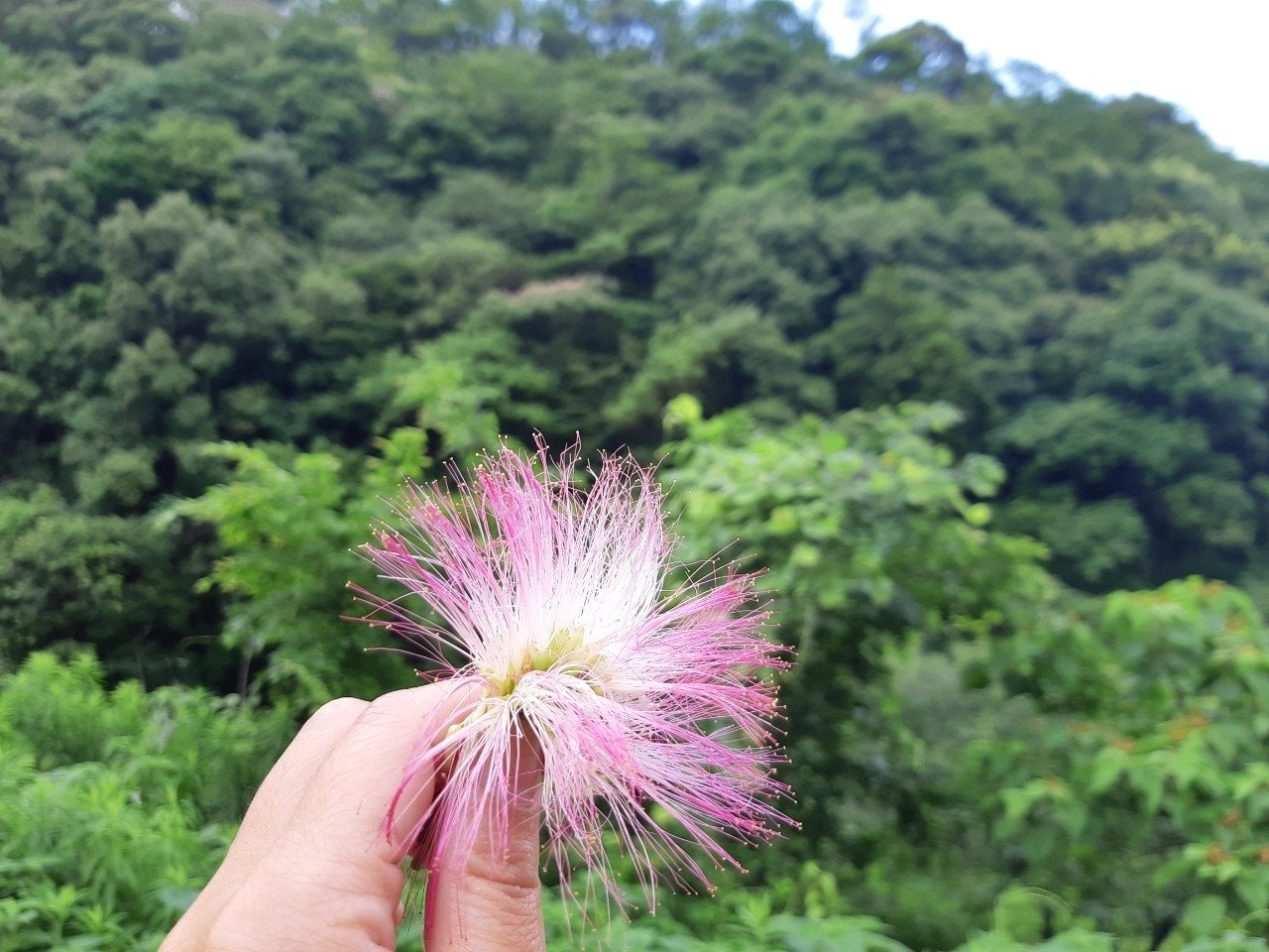 合歓の木 つり ともみ Note