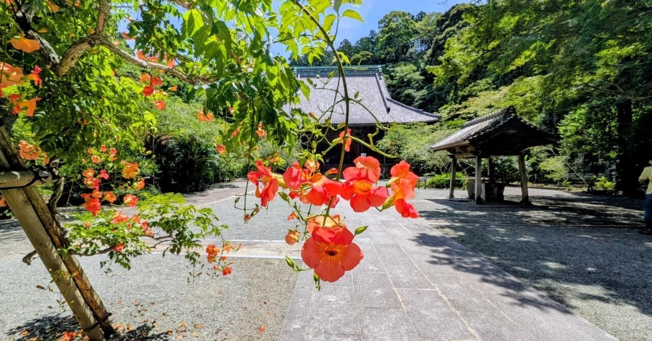 鎌倉・大町「妙本寺の凌霄花 2026」【四季折々の花、草木】〈名所編