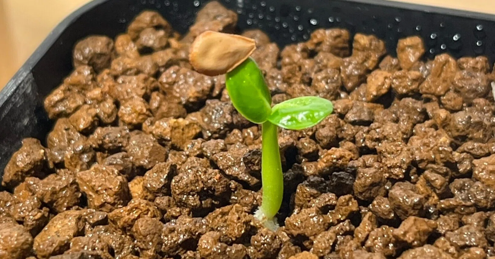 ウィンゾリー 播種記録 その1｜自家採取種はやっぱり早かった｜珈琲屋