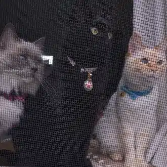 しばーの