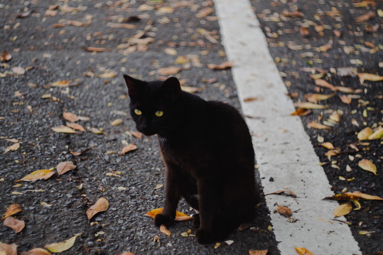 島の猫は逃げない 宮城写真 やねよ Note 島の猫は逃げない 宮城写真 やねよ Note