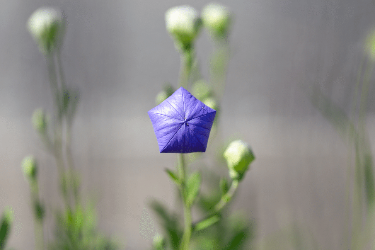 桔梗の花と蕾 くろねこ Note 桔梗の花と蕾 くろねこ Note