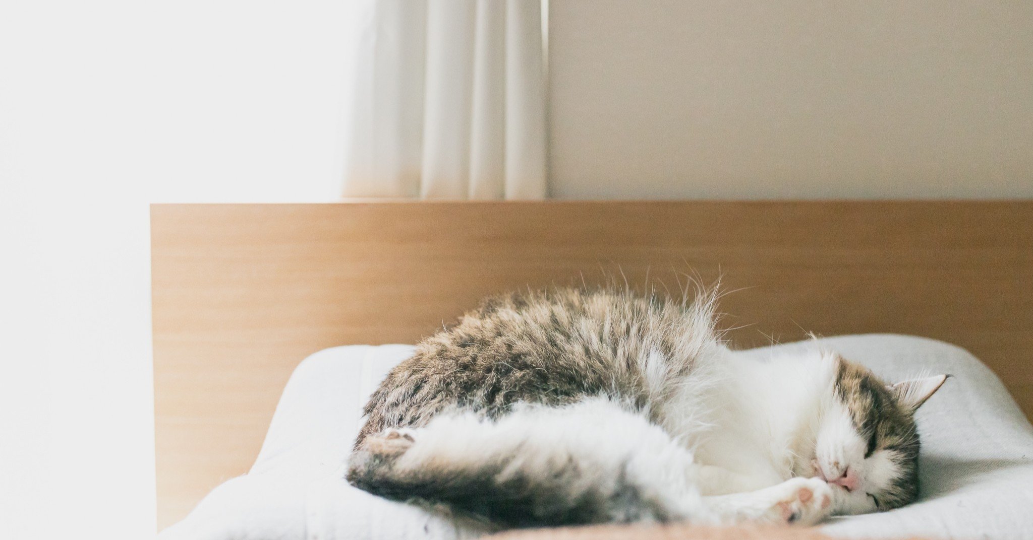 生まれて初めてガチの野良猫を保護した話・最終回|あさのますみ