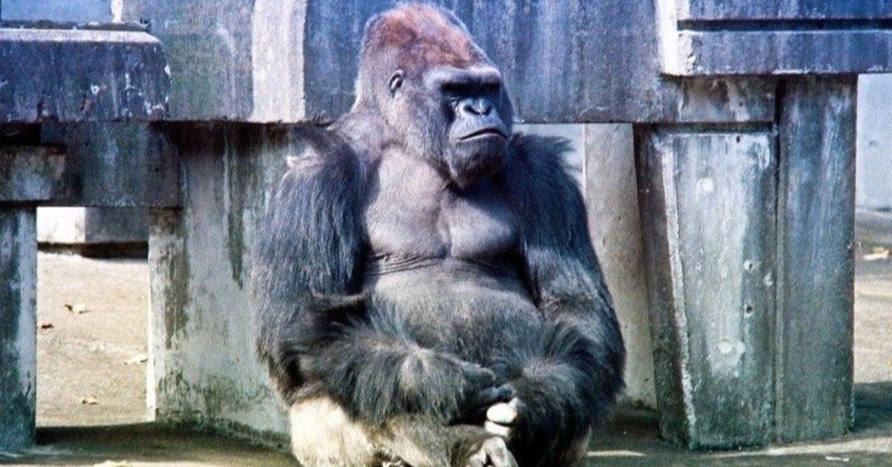 明日はゴリラ だいすけ Note 明日はゴリラ だいすけ Note