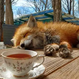 水色はキツネ