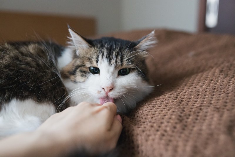 生まれて初めてガチの野良猫を保護した話 最終回 あさのますみ Note