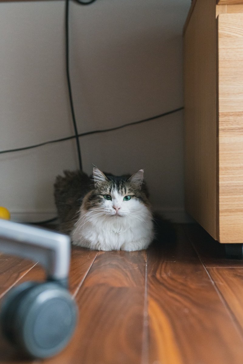 生まれて初めてガチの野良猫を保護した話 最終回 あさのますみ Note
