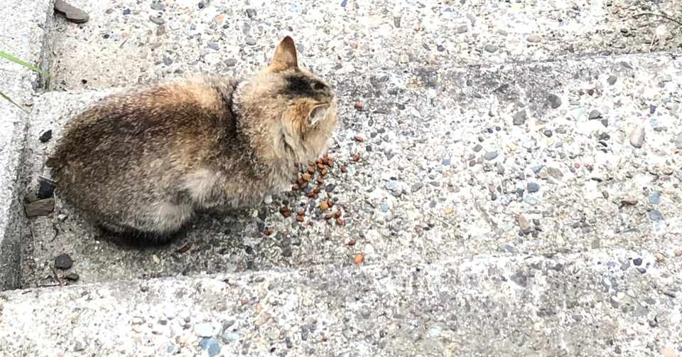 野良猫が大量に集まる猫小屋と周辺被害 やばせねこ Note