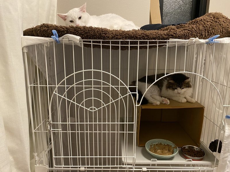 生まれて初めてガチの野良猫を保護した話 最終回 あさのますみ Note