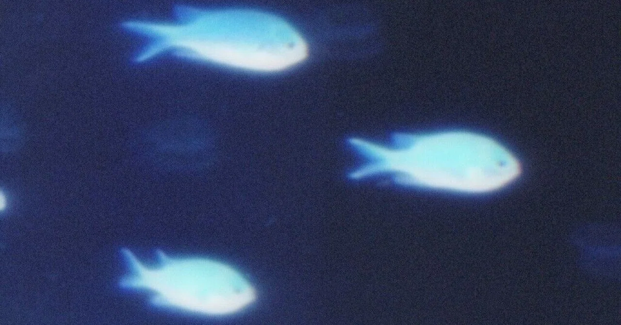 魚座の新しい一年について。6月30日〜木星獅子座期。｜GakuGaku
