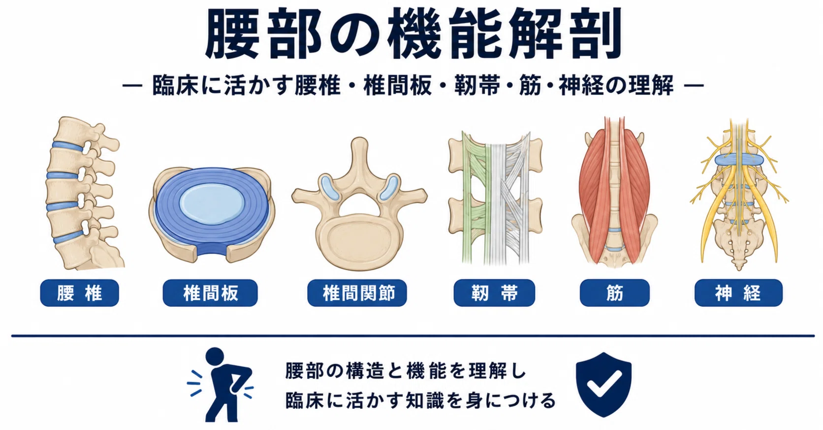 臨床で役立つ腰部の機能解剖｜腰椎・椎間板・靱帯・筋・神経の基礎と