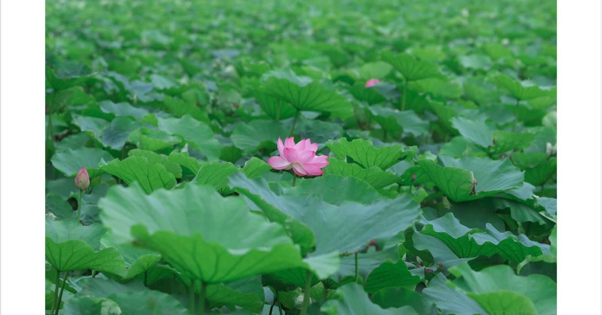 蓮｜朝しか見れない花のために不忍池へ｜yk_photo