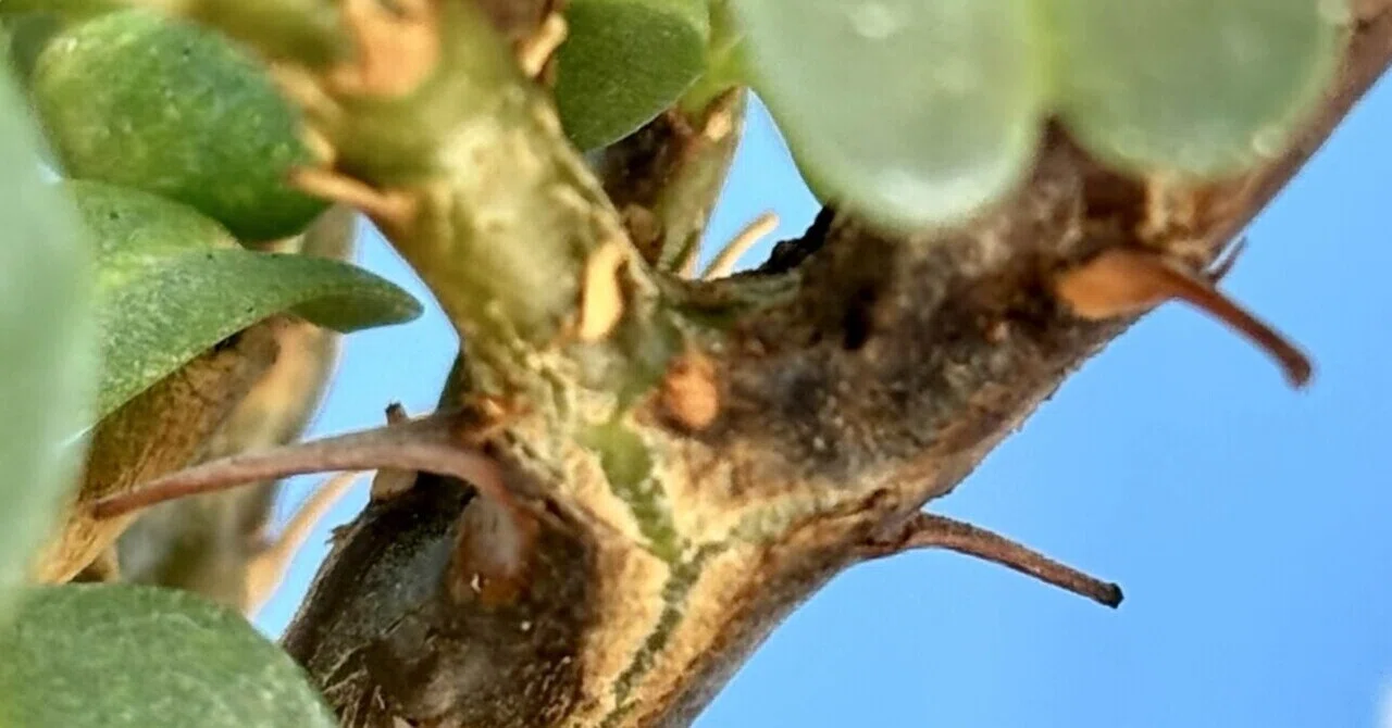 モンソニア|バンデリエティアエ|ジュリ扇🪭｜cova 塊根植物に沼った