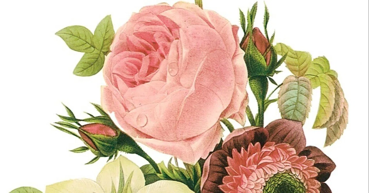 P.J. Redouté ピンクのバラ 絵画 Today's Anniversary] July 10: Depicting things as they are. The