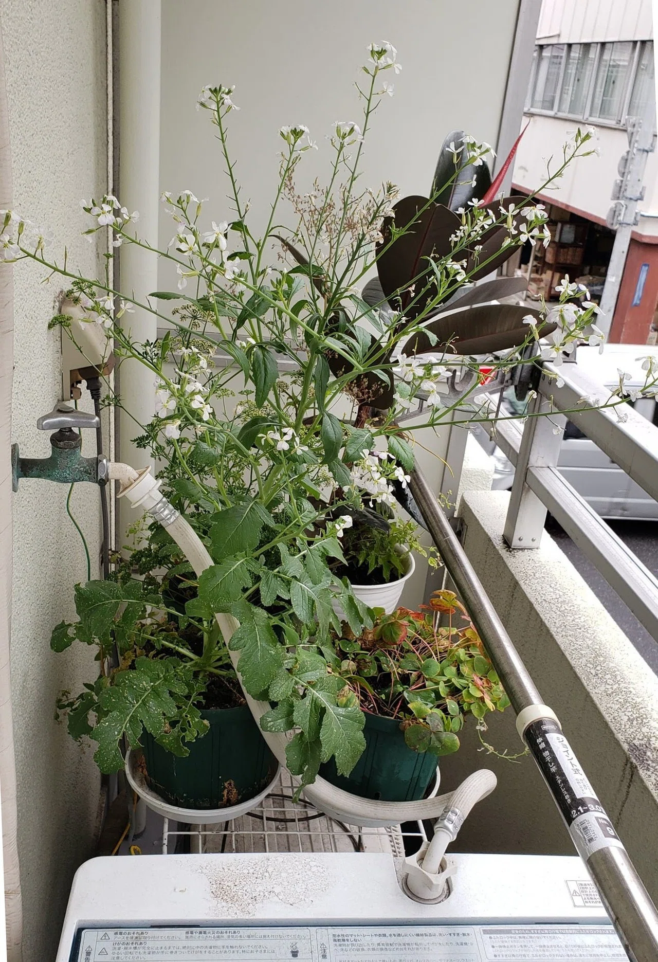 今週の話題 大根の花 Vr いつもの料理報告 浅草ひとり暮らし Note