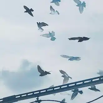せいげつ