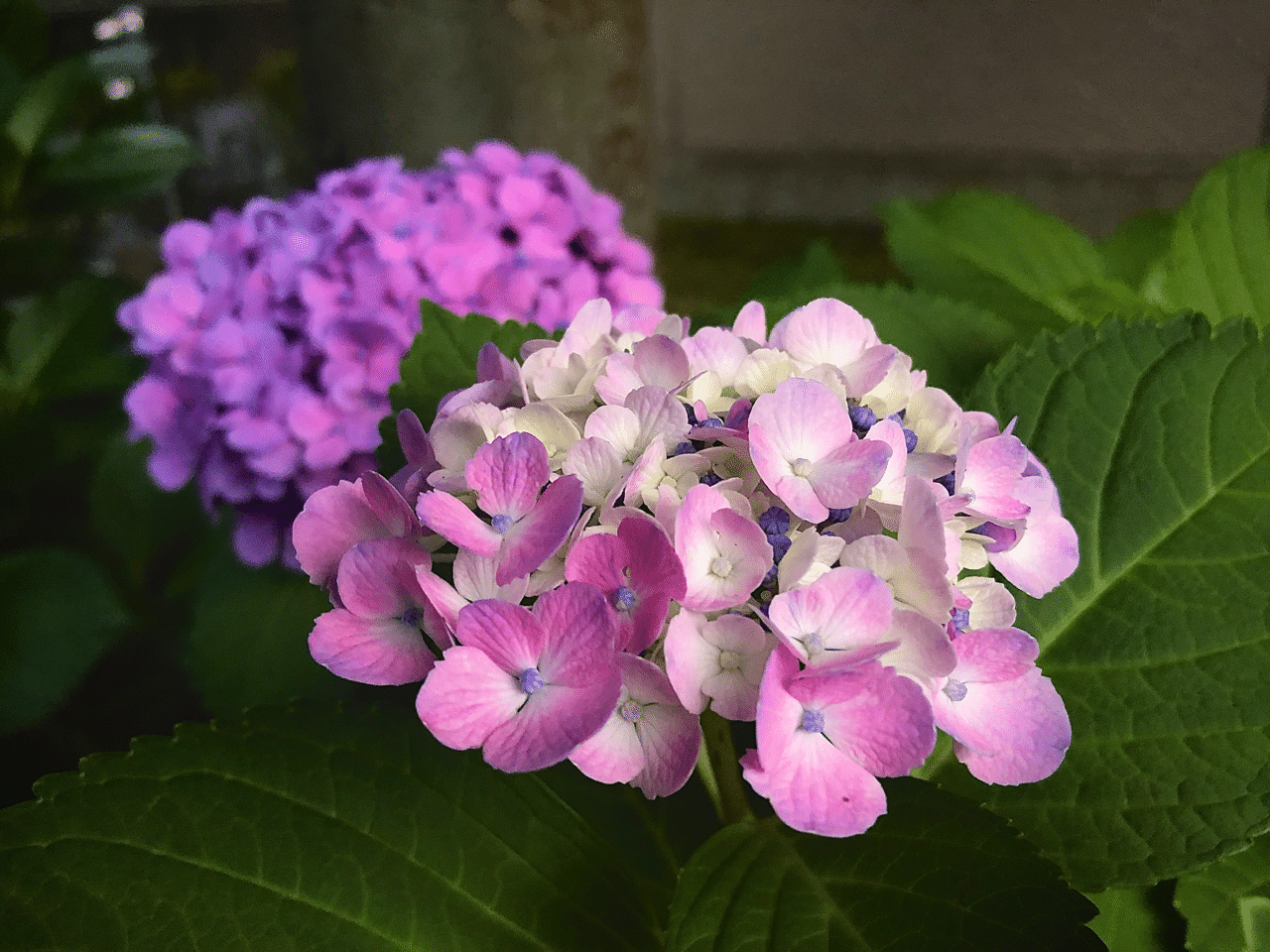 団欒花 和霞葉 Note 団欒花 和霞葉 Note