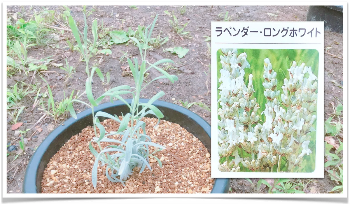 スクリーンショット 2020-06-29 4.47.00