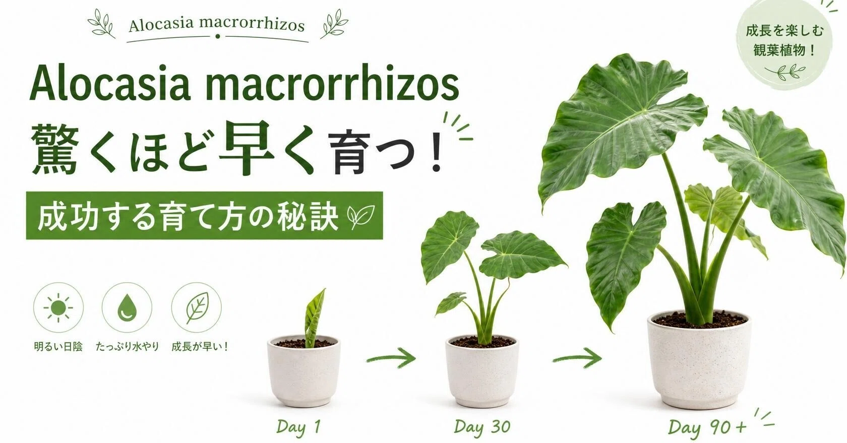 30cmが90cmに！クワズイモの爆速な成長日記とおすすめ育成アイテム
