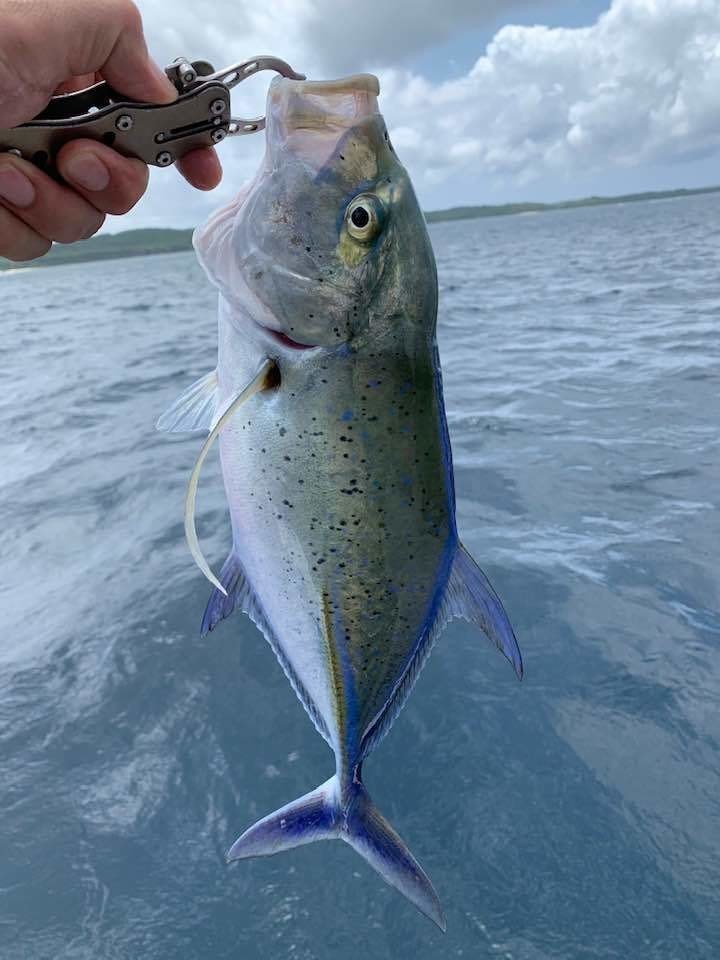 ジェット Jet ジェットセッター ツララ ジェットセッター46C ○JetSlow