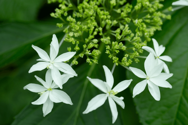 あなたの

繊細さも

強みなんだ

#花　#幸せ　#こころ　#あなたの応援団　#繊細さん　#写真　#フォトポエム　#フォトポエムカウンセラー