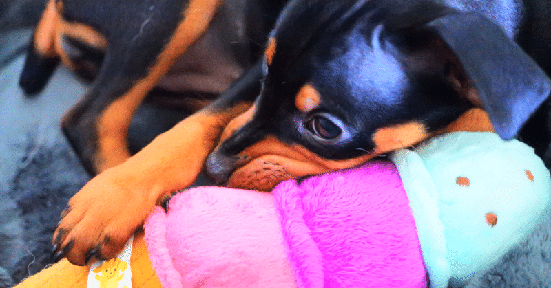 もし 犬猫がお砂糖を食べたらどうなる 犬と猫と小さな美味しい暮らし Note