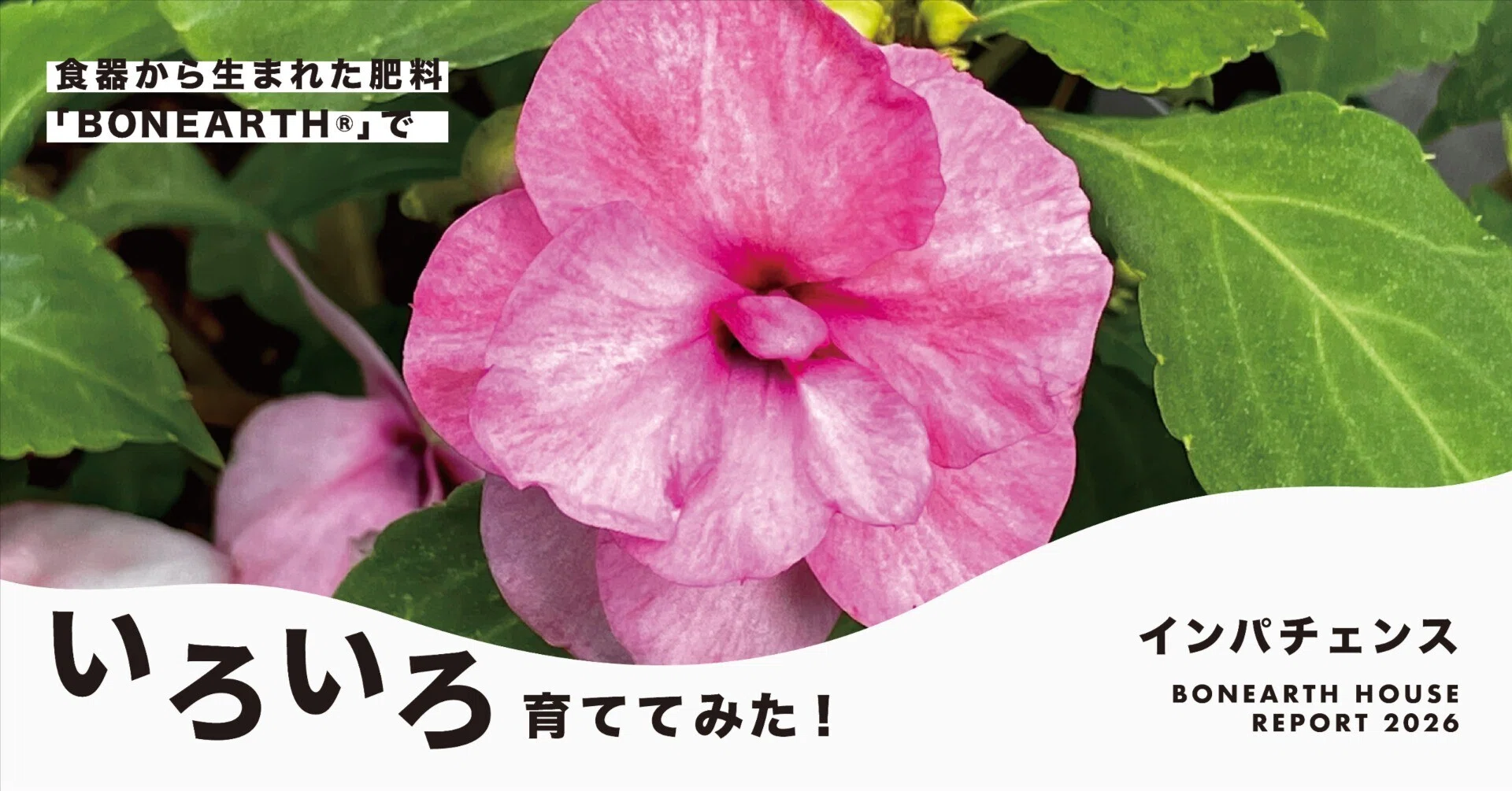 食器からできた肥料」でいろんな花を育ててみた！-インパチェンス