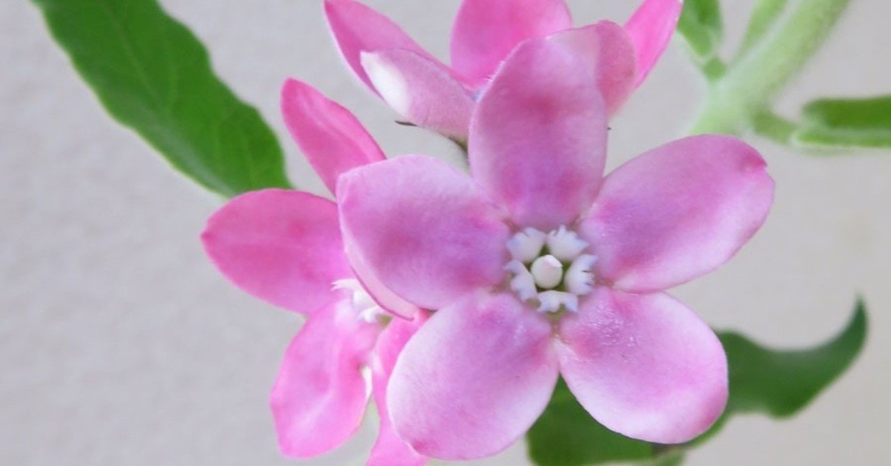 ひとつのお花をシンプルに 花と日々 Yas Note