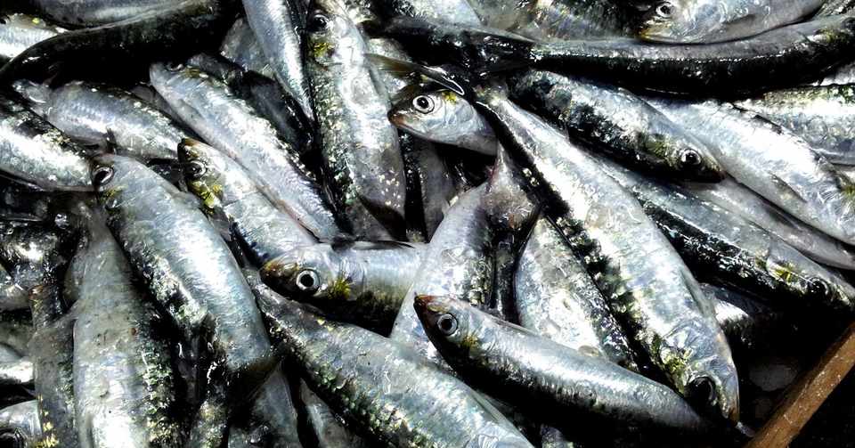旬の魚 入梅になると脂が格段にのり最高に美味い真いわしこと 入梅いわし Yuuji Oogi Note