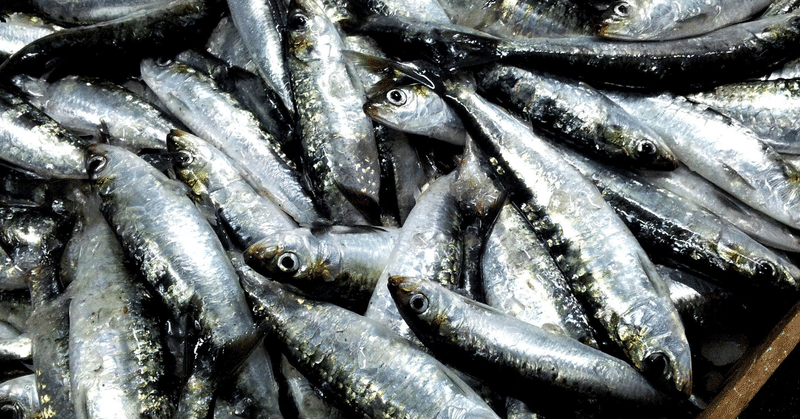 旬の魚 入梅になると脂が格段にのり最高に美味い真いわしこと 入梅いわし おぎゆう Note