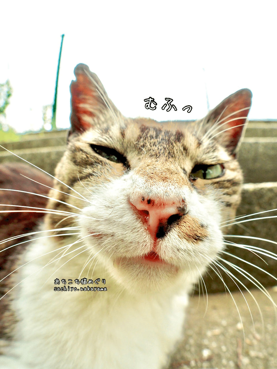 安定の不機嫌顔 ๑ ᴗ 猫写真家 中山祥代 Note