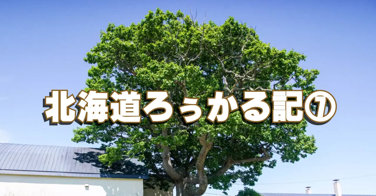 北海道ろぅかる記⑦】安平町・早来の樹齢300年以上の“ドングリの木”に