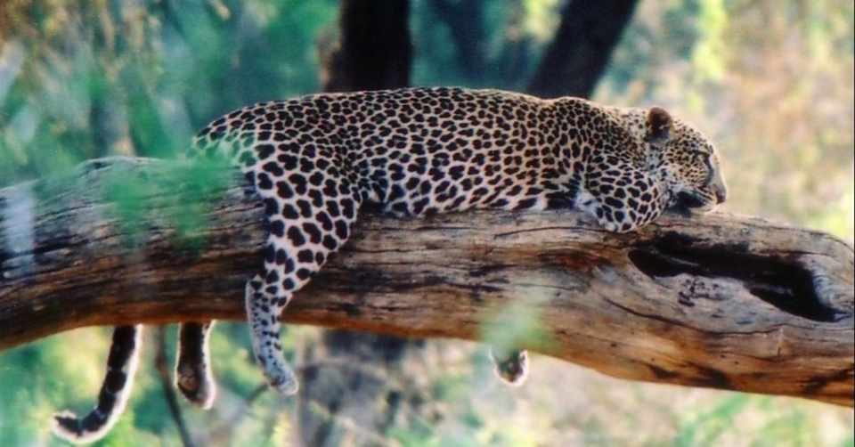 連載 アフリカの野生アニマル物語 忍者ヒョウ とっぺ Note