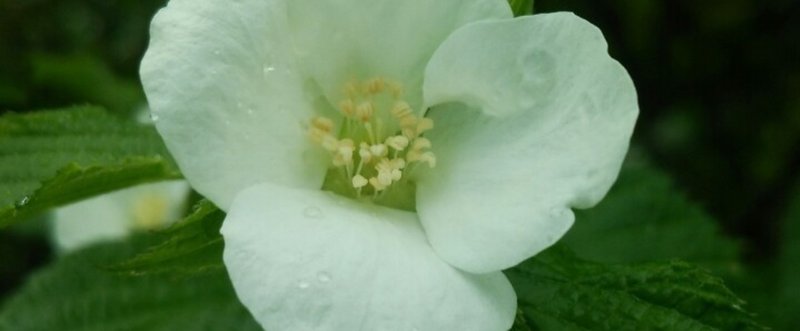 花言葉は気品細心の注意 の新着タグ記事一覧 Note つくる つながる とどける